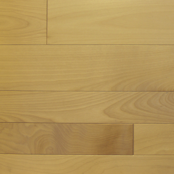 Yellow Birch